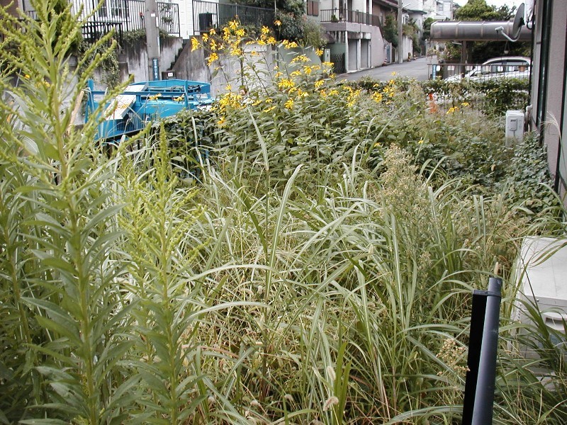 植栽管理(草刈・蔓草撤去)の施工前写真01