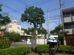 足立区、葛飾区、江戸川区 都立高校の樹木 お手入 後編