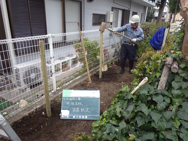 生垣の再設置作業と防犯対策 東京 葛飾区 都内近郊の造園 庭 植木 小林造園 生垣の再設置作業と防犯対策 東京 葛飾区 都内近郊の造園 庭 植木 小林造園