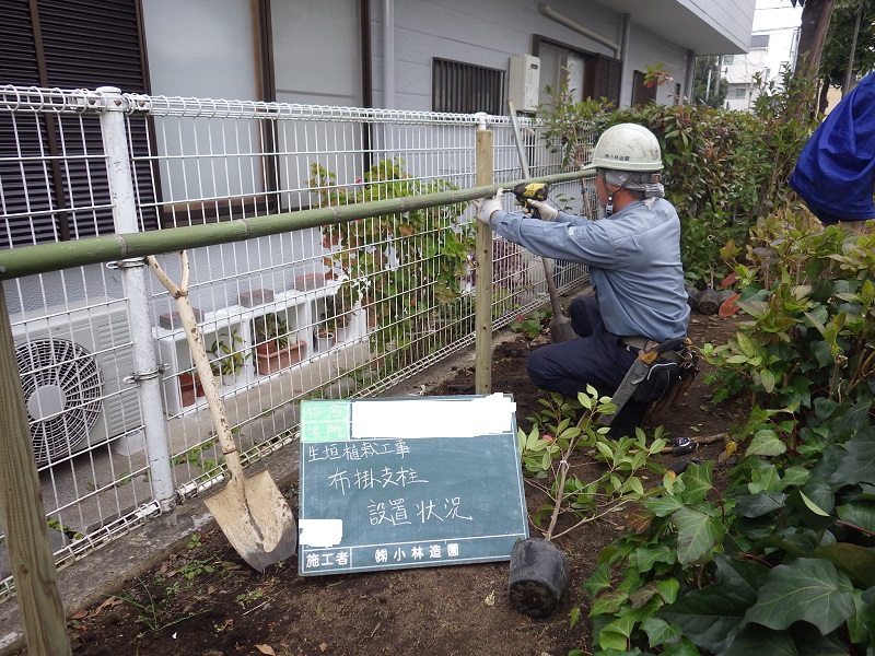 生垣の再設置作業と防犯対策 東京 葛飾区 都内近郊の造園 庭 植木 小林造園 生垣の再設置作業と防犯対策 東京 葛飾区 都内近郊の造園 庭 植木 小林造園