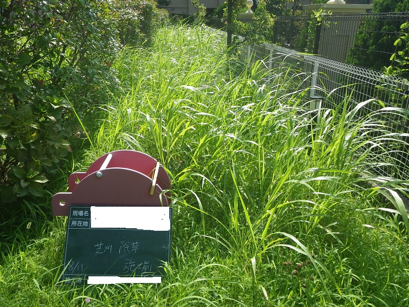 雑草さん勘弁して下さい。(TT)  雑草の繁殖力とその対策について