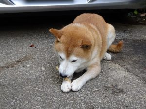 年末年始休暇の御案内