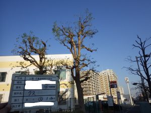 公園にある樹木の手入