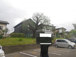 剪定作業後
