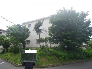 剪定前