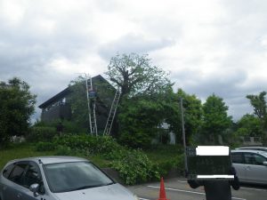 剪定作業中