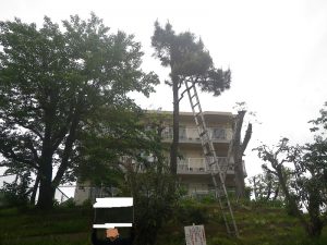 剪定作業中