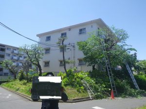 剪定作業中