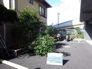 台風による倒木処理その１