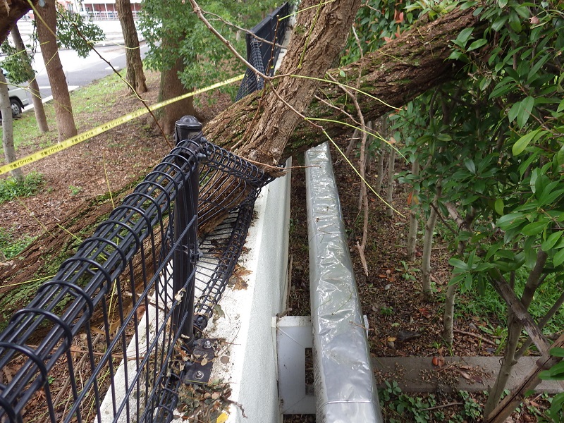 台風による倒木処理その２