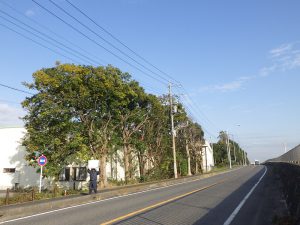 道路側面の樹木、道路にはみ出した箇所の剪定作業