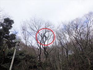 高所作業が得意な植木職人＝空師（そらし）の作業風景 その1