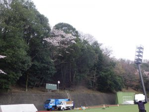 高所作業が得意な植木職人＝空師（そらし）の作業風景 その2