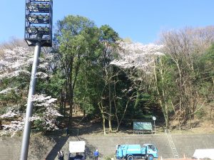 高所作業が得意な植木職人＝空師（そらし）の作業風景 その3