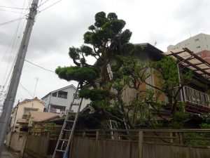 マキ仕立物の手入風景【動画】