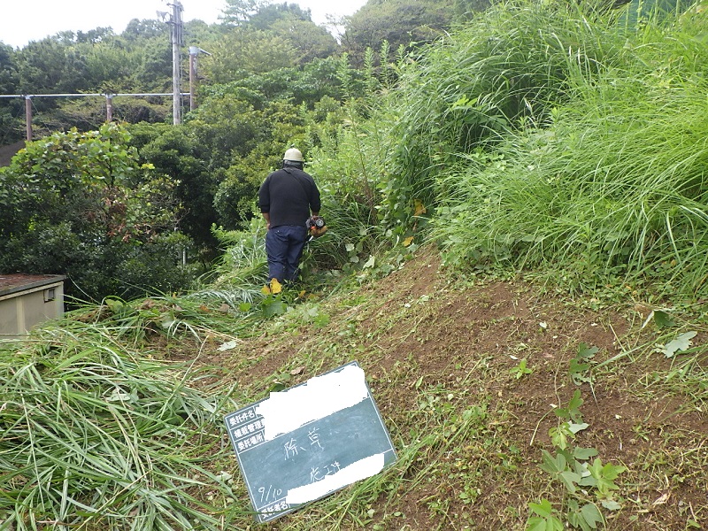 場所によって雑草の繁茂状況は差が出ます