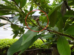 どんぐり(マテバシイの実 )