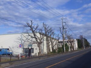 電線と建物に繁茂している樹木を手入しました。