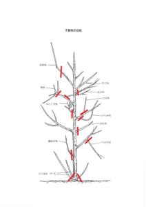 剪定すべき枝とは･････