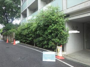 樹木の伸長例（2年半）