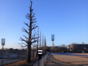 ㊗中央大学箱根駅伝準優勝＼(^o^)／