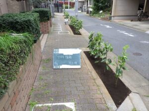 葉の小さい常緑樹から葉の大きい常緑樹への植替