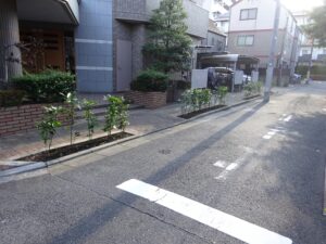 アオキ植栽その後