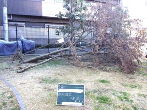 強風による倒木の撤去