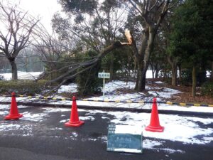 降雪による倒木や折れた枝の撤去