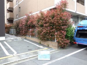 レッドロビンの成長速度