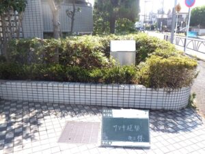 下に垂れ下がってしまったサツキを植え替えしました