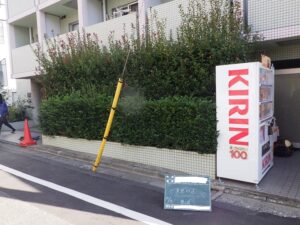 レッドロビン（生垣）の成長速度例