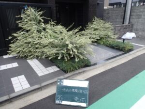 シルバープリペットは元気イッパイ!(^^)!