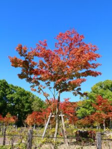 落葉樹（ケヤキ・モミジ・サクラ・モクレン・サルスベリ等）剪定キャンペーンやります！