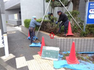 低木でも34年間根付いていると撤去がタイヘン💦