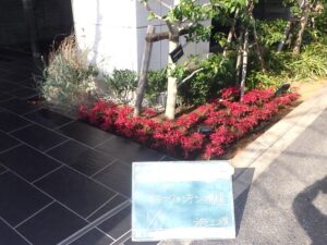 オタフクナンテン　今が見頃です！