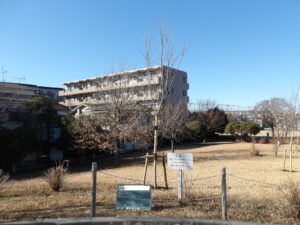 毎年サクラを植樹しています