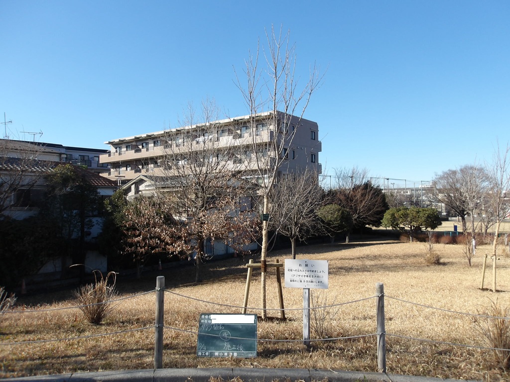 毎年サクラを植樹しています