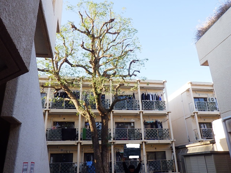 クスノキとイチョウの強剪定