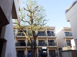 強剪定キャンペーン始めました！