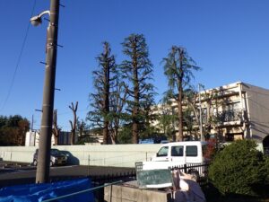 ヒマラヤスギの強剪定