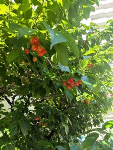サクランボ🍒発見！･･･ではないようです(￣▽￣)