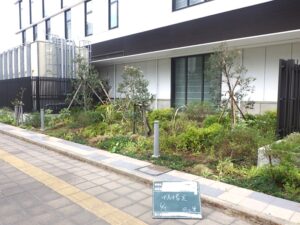 竣工後2年経過･･････地被類が元気に生長しています!(^^)!