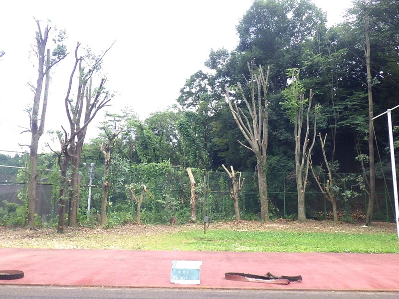 台風対策の強剪定